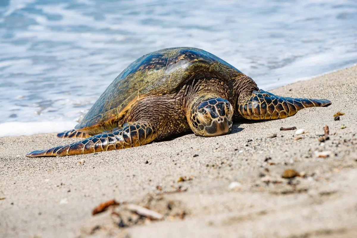 Sights & Bites Circle Island Tour by Aloha Hawaii Tours
