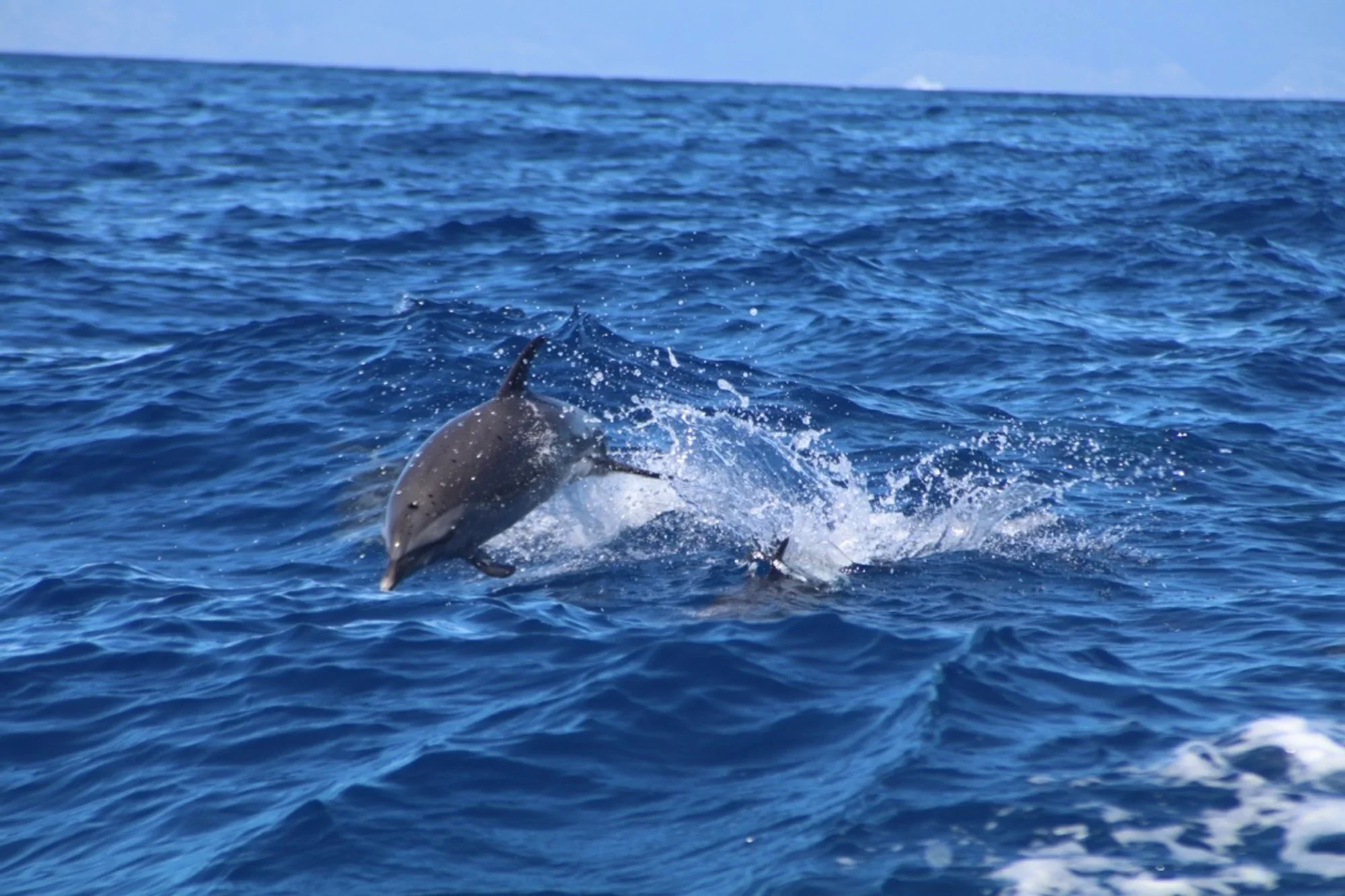 Eco-Raft: Dolphin or Whale Search & Sightsee Tour