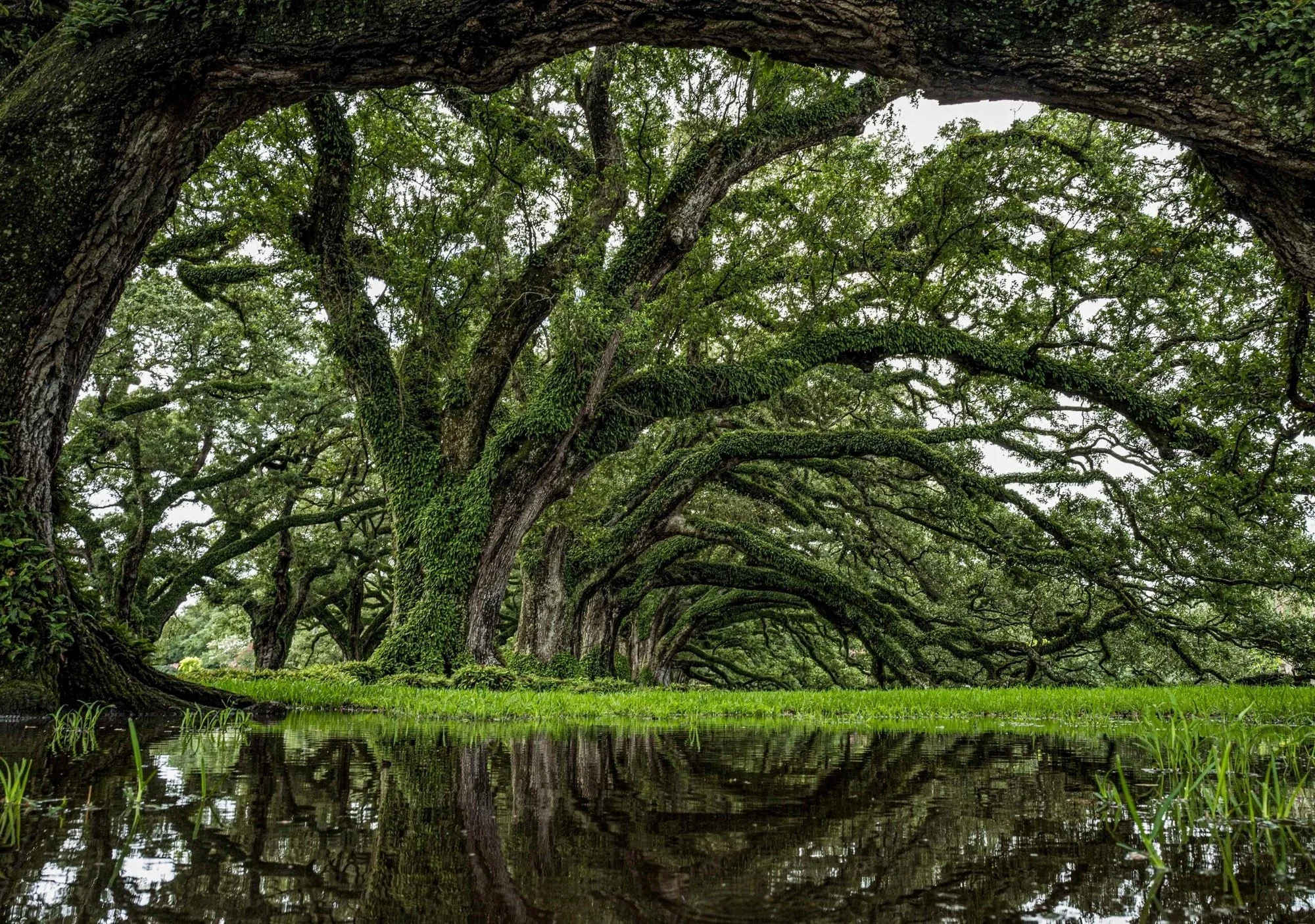 Oak Alley Whitney Plantation 4