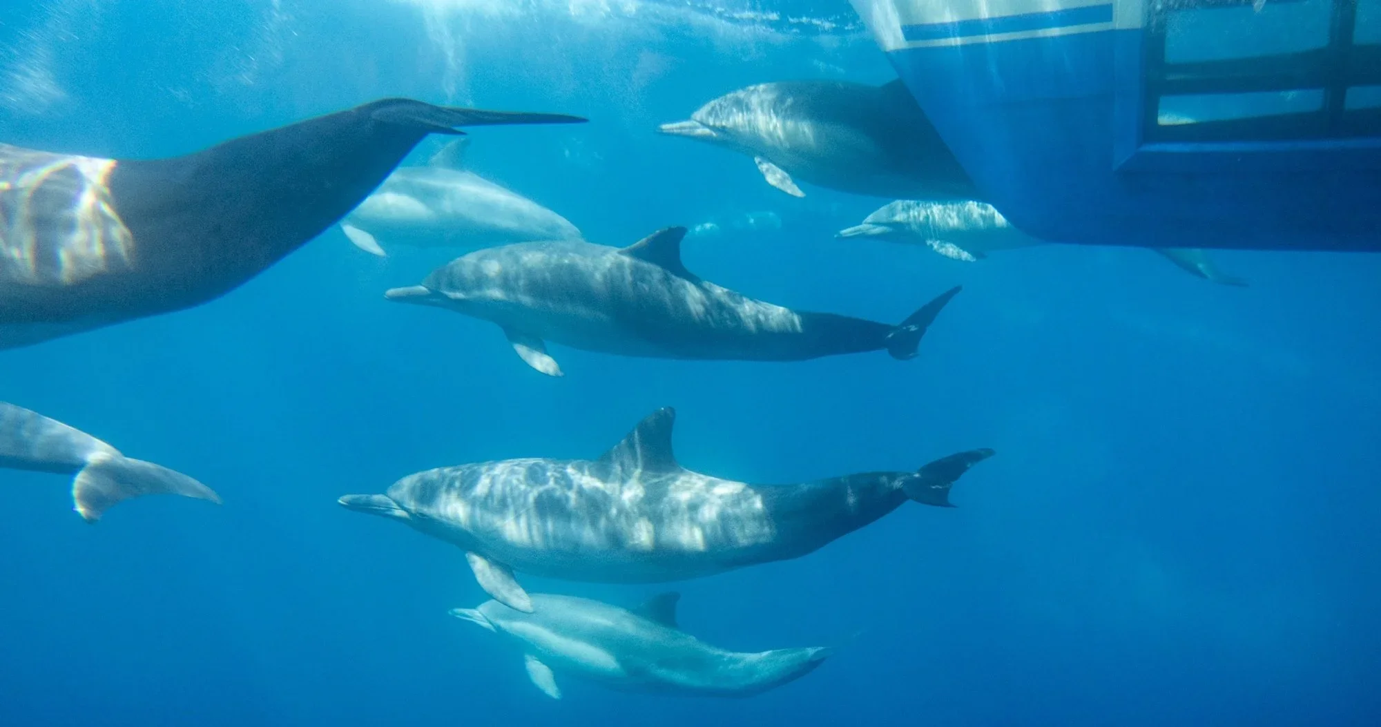Dolphin & Whale Watching Signature Safari by Dolphin Safari