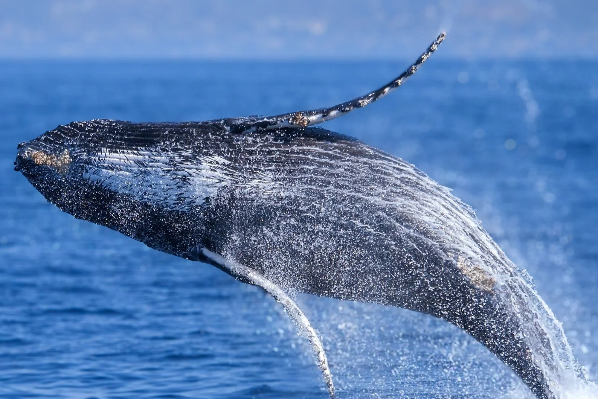 dolphin-n-whale-3
