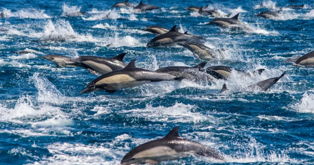 dolphin-n-whale-4