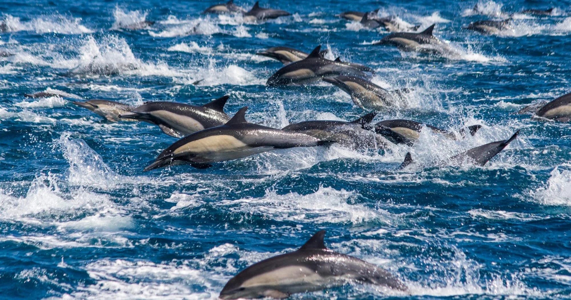 dolphin-n-whale-4