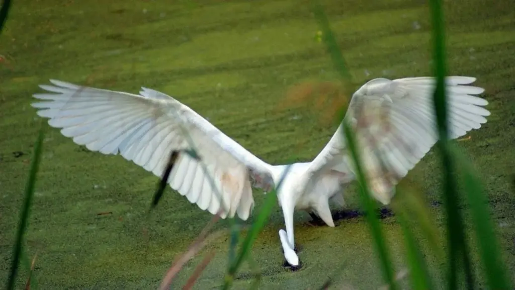 oaknswamp-tour-3