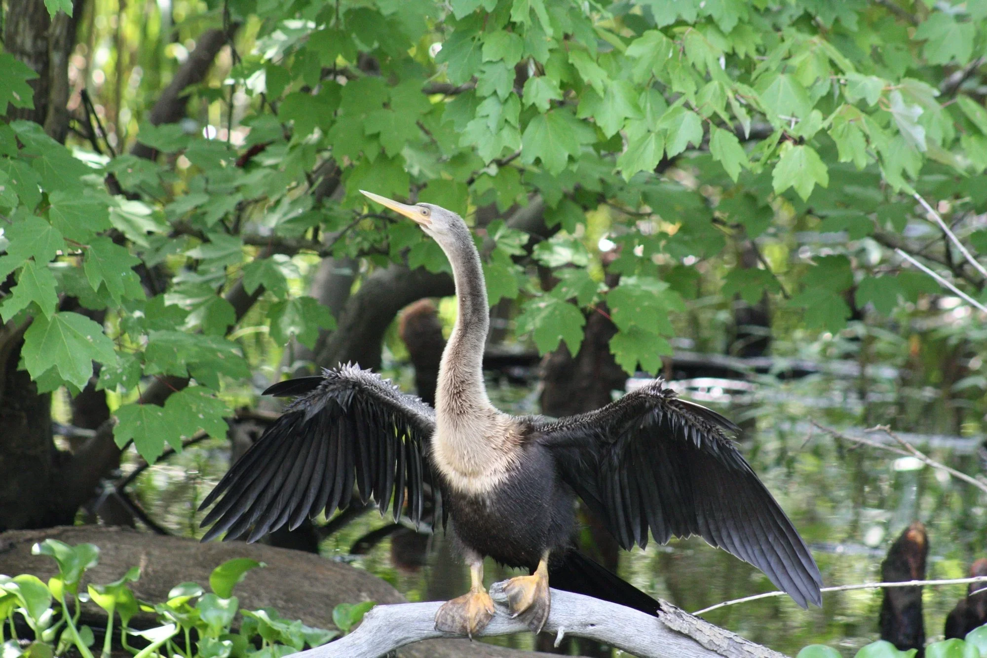 oaknswamp-tour-4