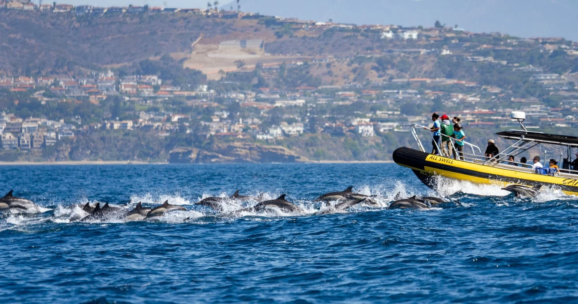zodiac-dolphin-2