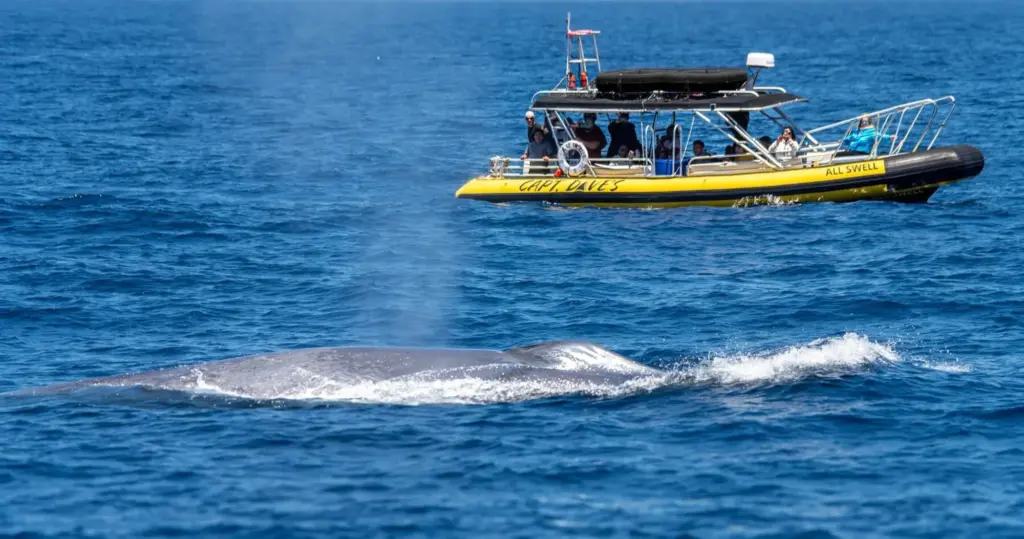 zodiac-dolphin-4